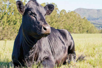 Artık Bursa'da da yetiştiriliyor! Etinin kilosu 1000 dolar