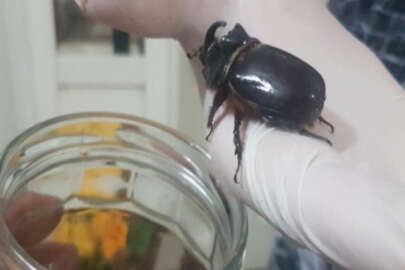 Gençlere 1 dolarlık gergedan böceği şoku! 90 bin TL sanıyorlardı