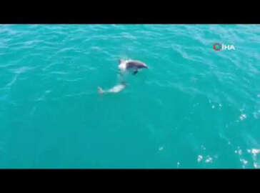 Yunusların Boğaz eğlencesi belgeselleri aratmadı