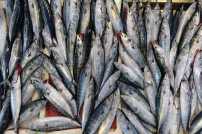 600 gramlık palamut 10 TL'den satılıyor