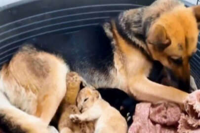 Terk edilen aslan yavrularına köpek annelik yaptı