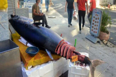 320 kiloluk dev orkinos görenleri şaşkına çevirdi!