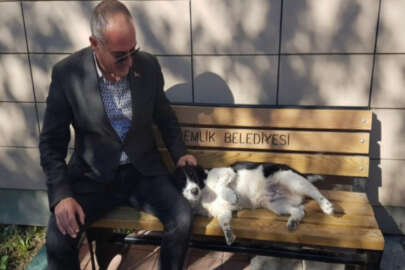 Gemlik'te sokak hayvanları için dev proje!