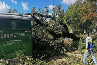 Bursa'daki asırlık anıt ağaç depreme dayanamadı