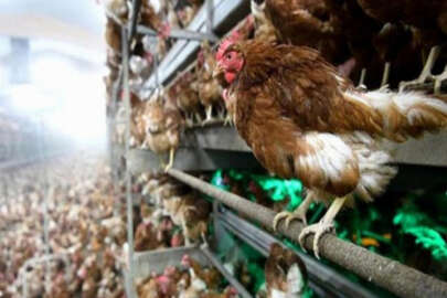 Kuş gribi yine hortladı! 1 milyon tavuk itlaf edildi
