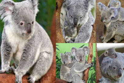 Dünyanın en yaşlı koalası Lottie hayatını kaybetti