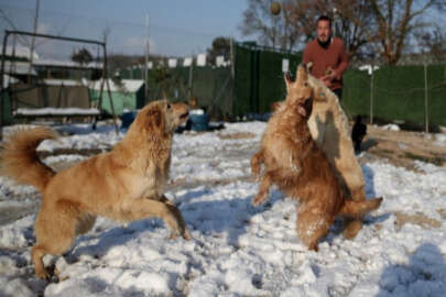 Terkeddilen köpeklerin karda oynaması tebessüm ettirdi