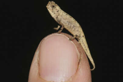 Dünyanın en küçük sürüngeni