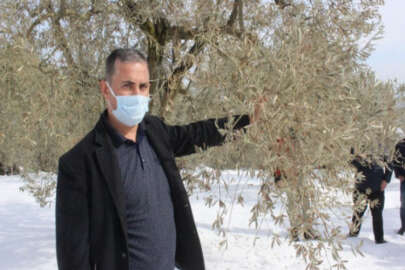 Bursa'da zeytin ağaçları yanan köylüler: "Destek olunmazsa aç kalırız"