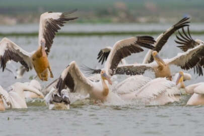 Ak pelikanların göçü büyüledi
