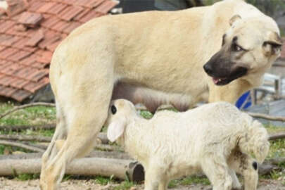 Bu güzellik Bursa'da. Çoban köpeği kuzuya süt anne oldu