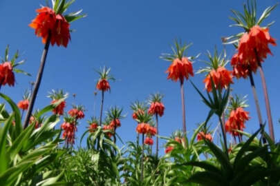 Ters laleler kendine hayran bıraktı