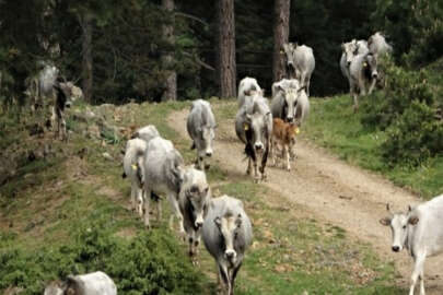 Bursa'da dağda kurbanlık dana avı