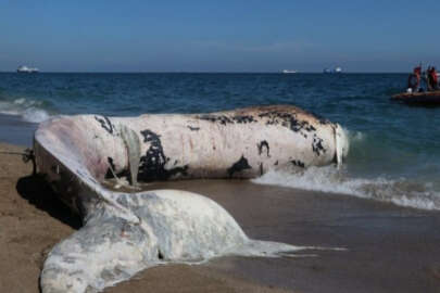 Sahile vuran dev balina görenleri şaşkına çevirdi