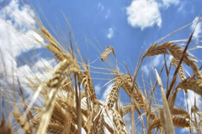 Kuraklık buğdayı vurdu; ekmek 4 TL'ye çıkabilir