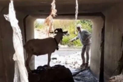 Bursa'da kaçan kurbanlık keçisini kementle yakalamaya çalıştı