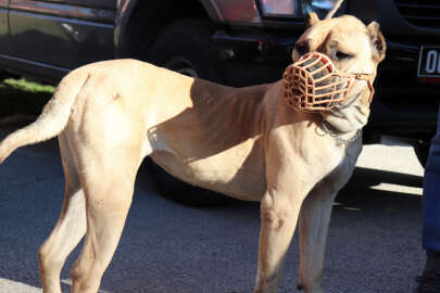 Yasaklı köpek ırkları için son güne girildi