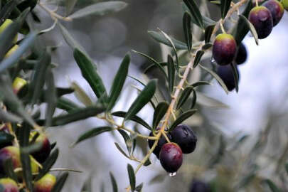 Bakanlık: Zeytin ağaçlarının kesilmesi kesinlikle söz konusu değildir