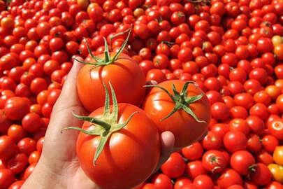 Rusya ihraç edemedi, fiyatlar düştü