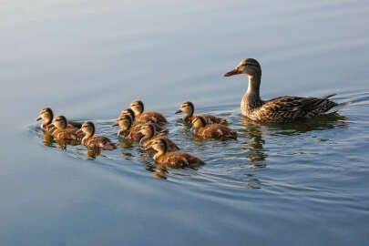Bursa dikkat! Av sezonu kapandı
