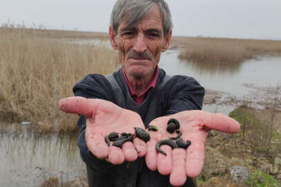 Bursa'da şifalı sülük avı: Saatlerce uğraşıyor günde 20 sülük yakalıyor