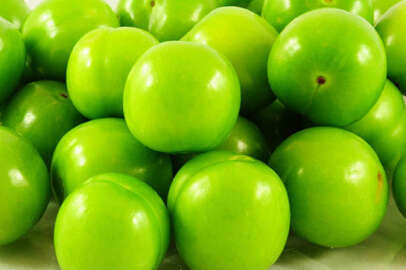 'Can erikte' ilk hasat yapıldı: Fiyatı dudak uçuklattı