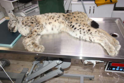 Ölmek üzereyken bulundu! Köylüler müdahale etti