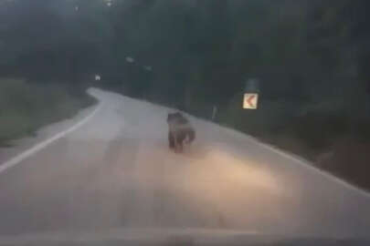 Bursa'da köye inen ayıyı arabayla kovaladılar