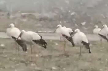 Bursa'da kar yağışı leylekleri de etkiledi... 