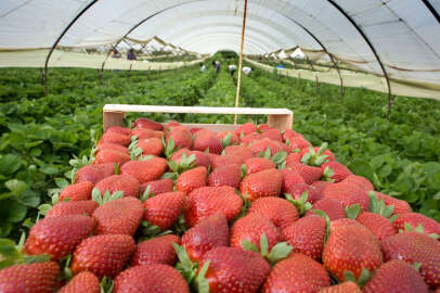 Örtü altı çilek tezgahlarda: Kilosu... 