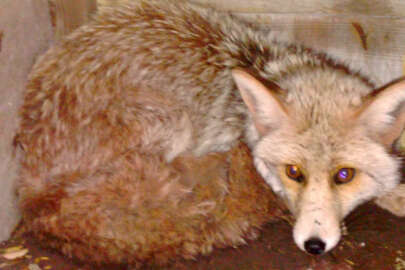 Kümeste suçüstü yakaladığı tilkiye böyle veda etti