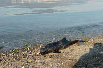 Bursa’da ölü yunus sahile vurdu