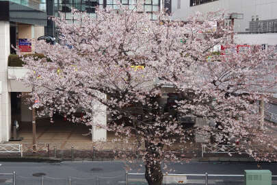 Japonya'da kiraz çiçeği mevsimi başladı
