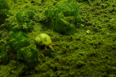 Marmara Denizi'nde müsilaj incelemesi: Su altı kamerasına yansıdı