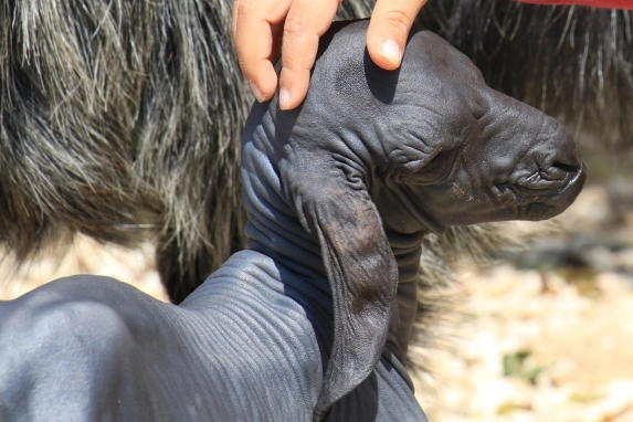 Tüysüz doğan oğlak ailenin maskotu oldu!