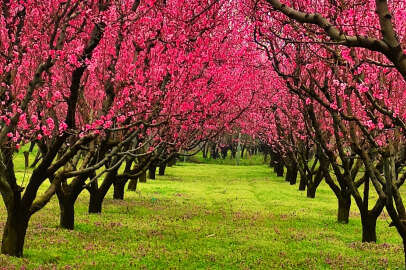 Bursa'da meyve bahçelerinde görsel şölen