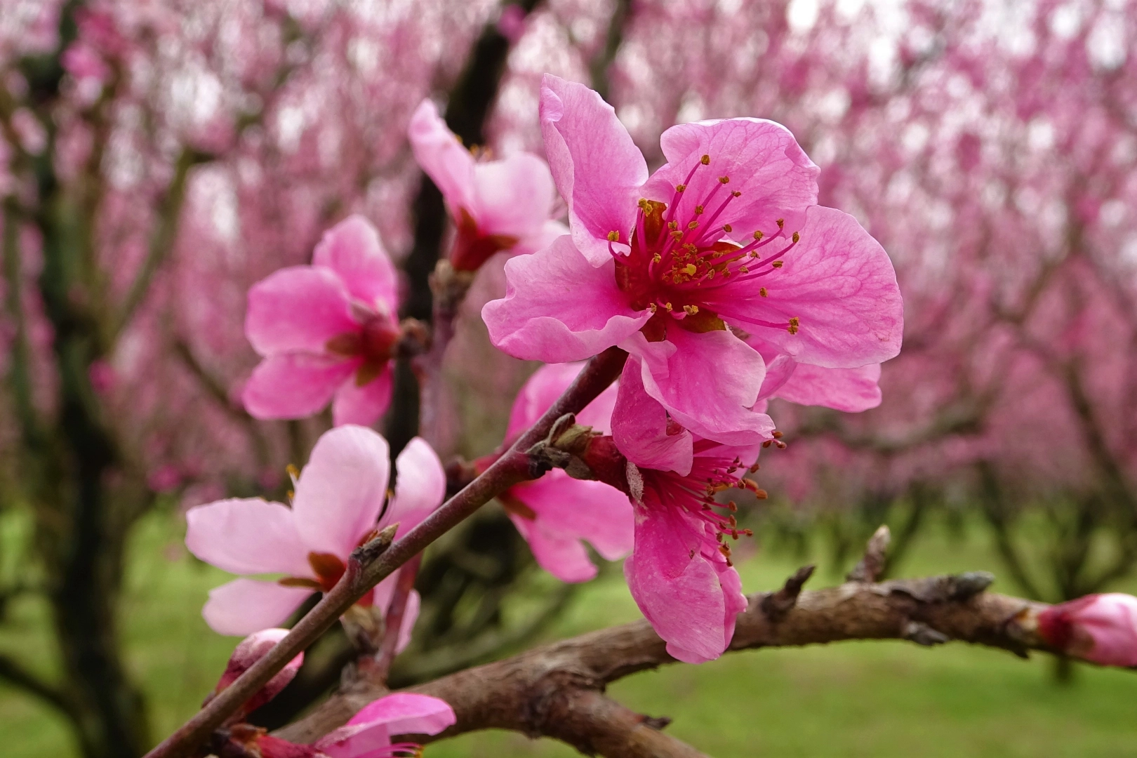 Bursa'da meyve bahçelerinde görsel şölen
