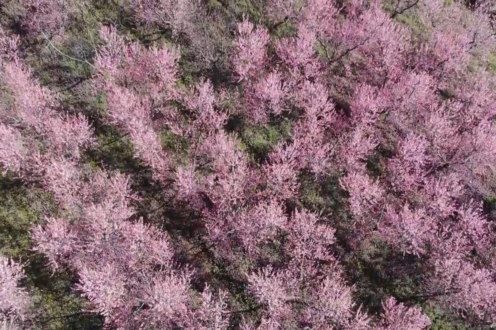 Bursa'da çiçek açan meyve ağaçları kartpostallık görüntüler oluşturdu