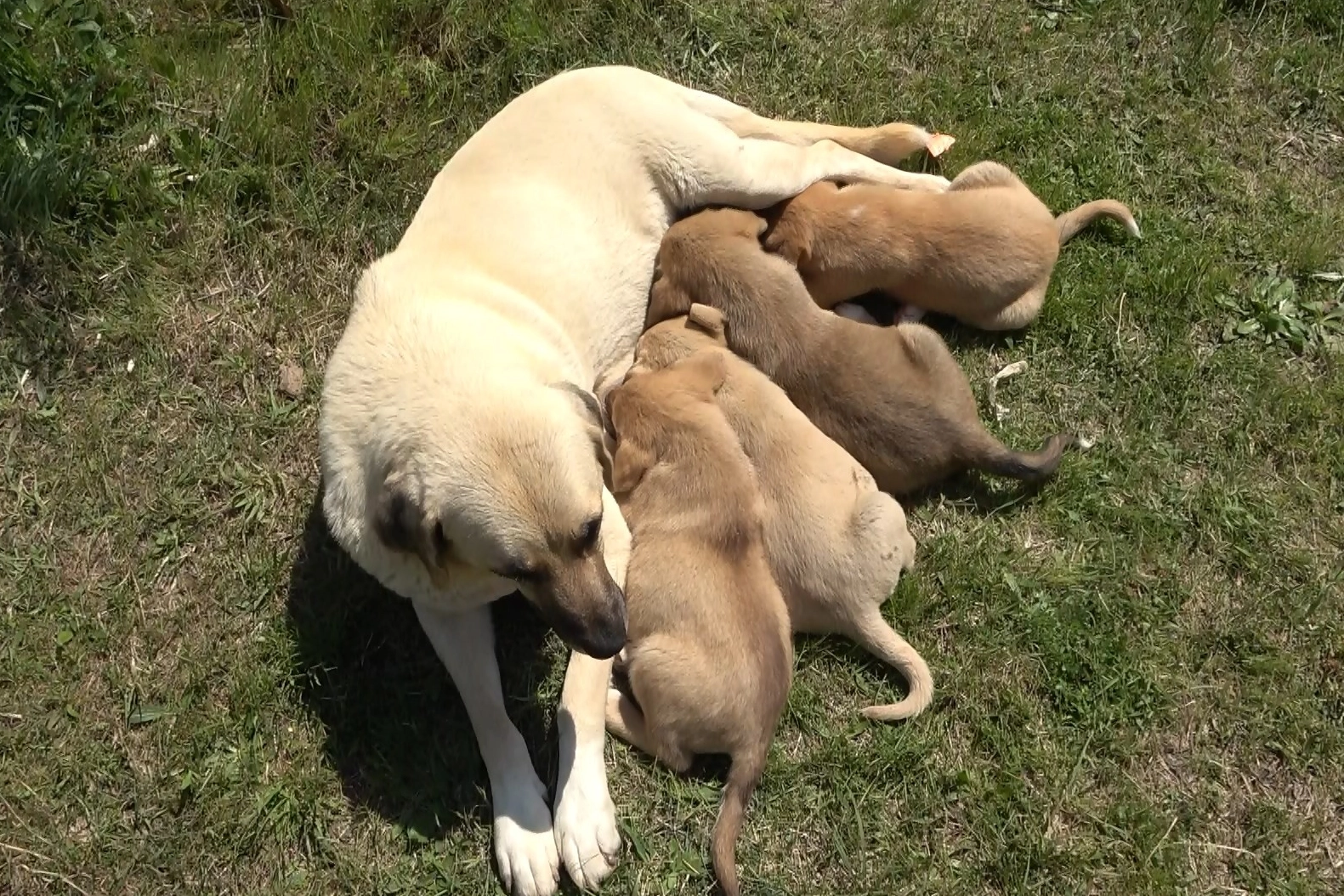 Bursa'da anne köpek hastane bahçesini yuva belledi