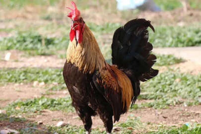 Fenomen horoz Bahtiyar'dan kötü haber