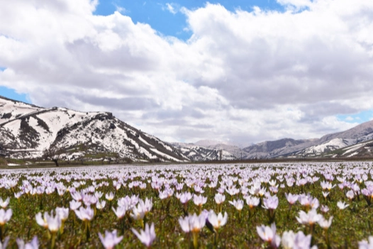 Kardelenlerden kartpostallık görüntüler