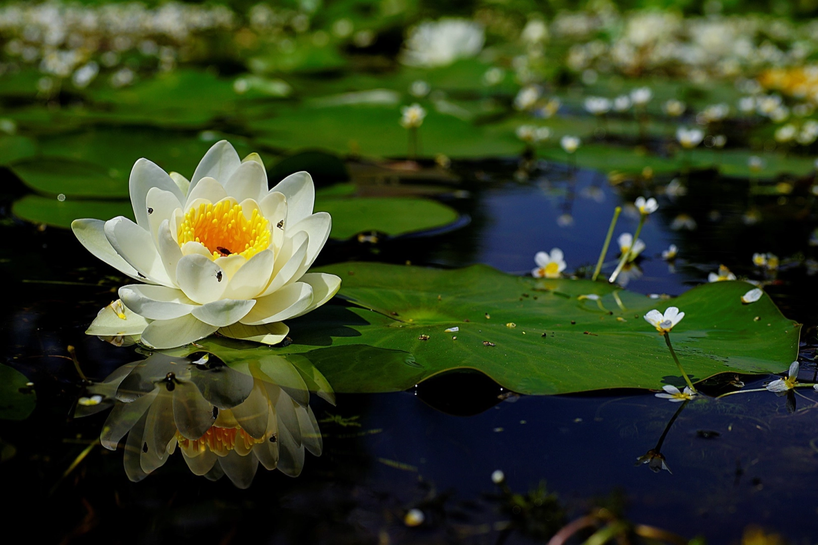 Bursa Karacabey Longozu güzelliğiyle büyülüyor