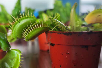 Bursa'da et yiyen bitkiye büyük rağbet!