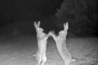 Tavşanların kavgası kamerada!