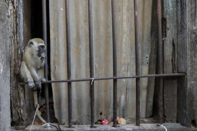 Maymunların kaçırdığı 1 aylık bebek öldü!