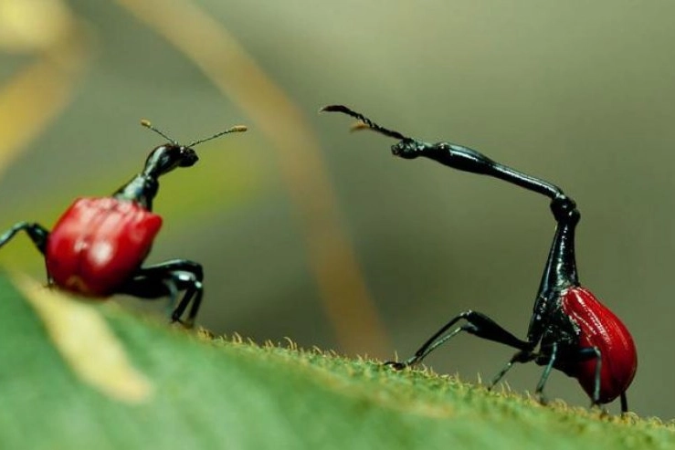 Doğada az bilinen canlılar