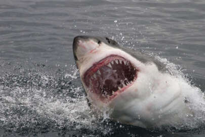 Mısır'da köpekbalığı saldırısı!