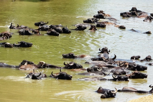 Burası Afrika değil Muş!