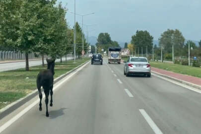 Bursa'da başıboş at trafiği alt üst etti!