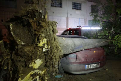 Bursa'da ağaç park halindeki 3 otomobilin üzerine devrildi